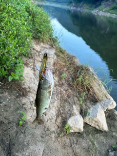 ハスの釣果