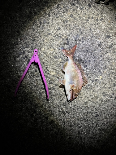 マダイの釣果