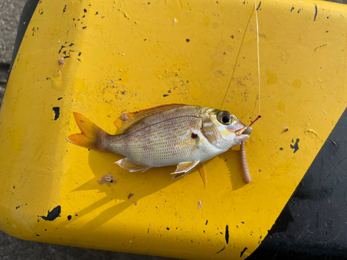 チャリコの釣果