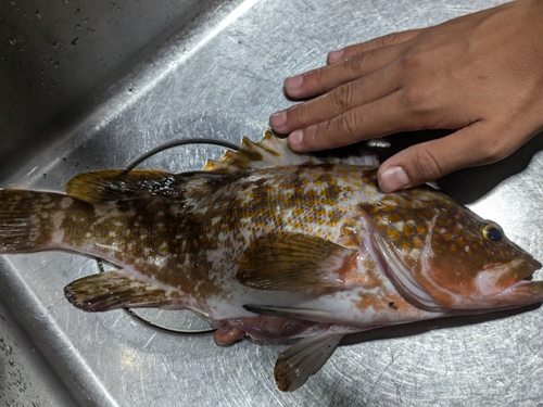 アコウの釣果