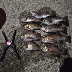 クロメバルの釣果