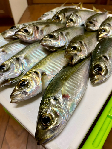 アジの釣果