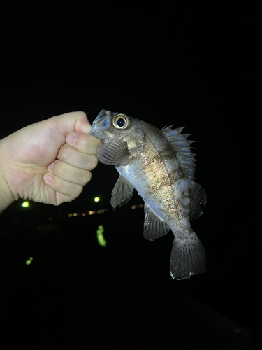 メバルの釣果