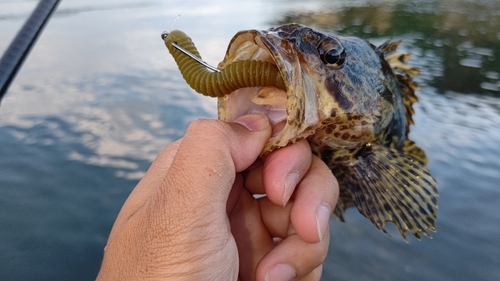 タケノコメバルの釣果