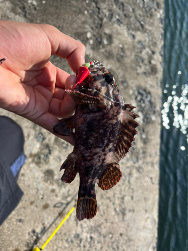 ソイの釣果