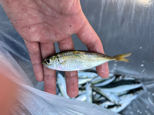 マアジの釣果