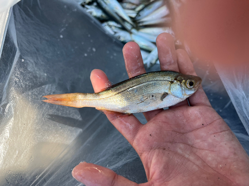 ウミタナゴの釣果