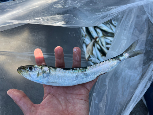 マイワシの釣果