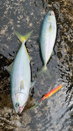 ツバスの釣果