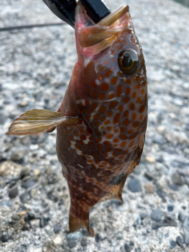 キジハタの釣果