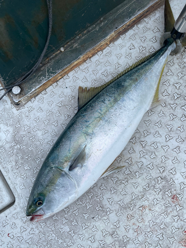 ワラサの釣果