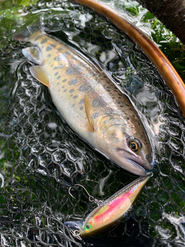 ヤマメの釣果