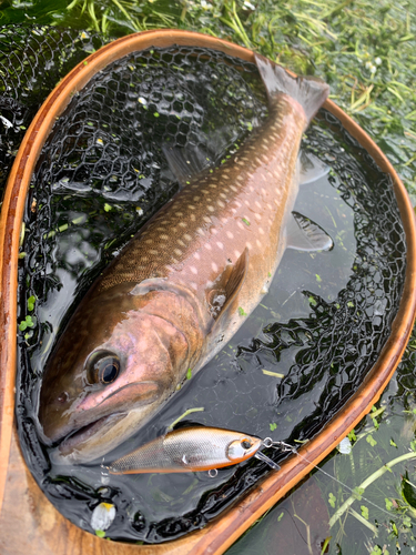 アメマスの釣果