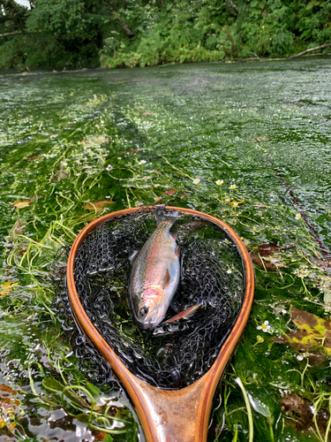 ニジマスの釣果