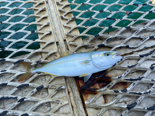 ヤズの釣果