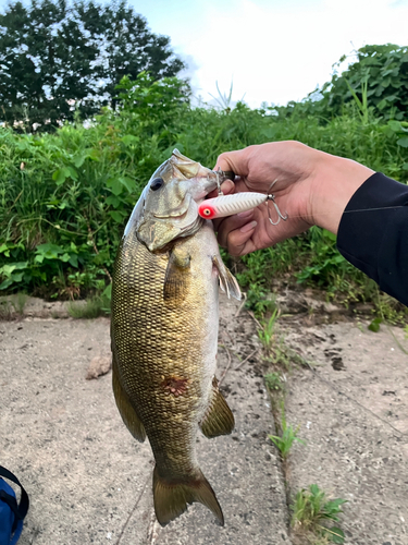 スモールマウスバスの釣果