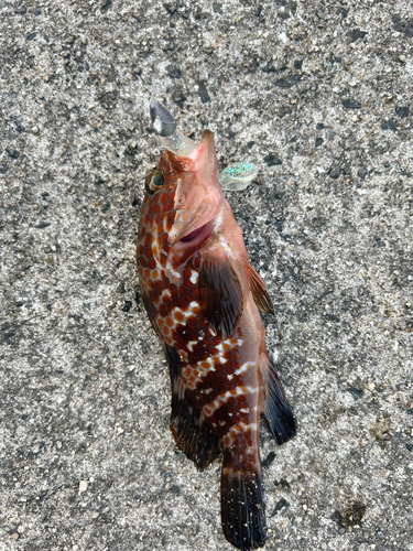 アコウの釣果