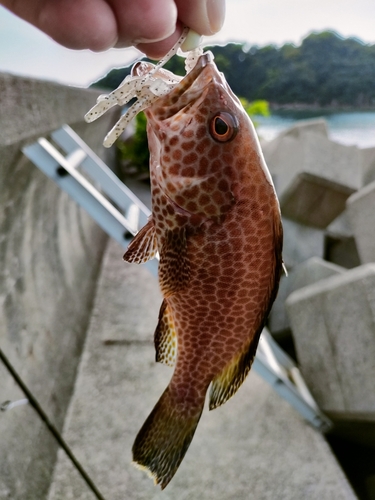 オオモンハタの釣果