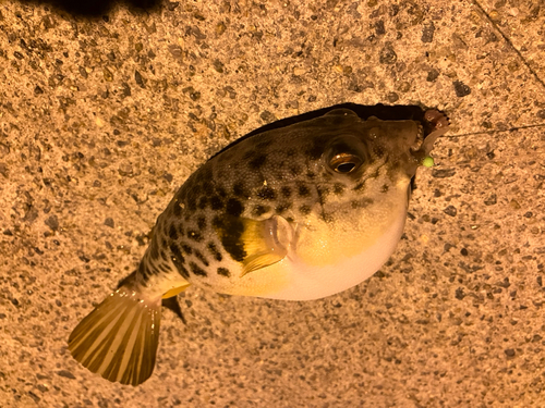 アナゴの釣果