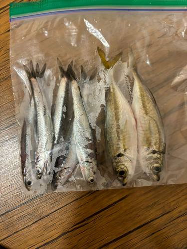 アジの釣果