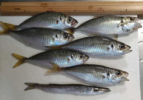 アジの釣果