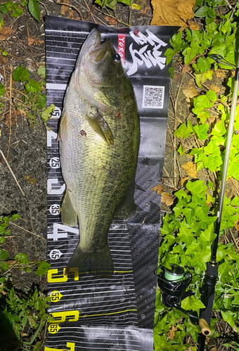 ブラックバスの釣果