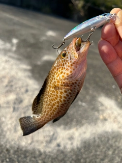 オオモンハタの釣果