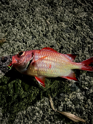 アカマツカサの釣果