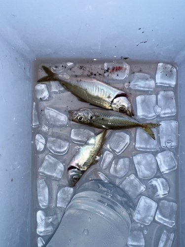 アジの釣果