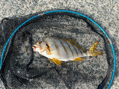 タカノハダイの釣果