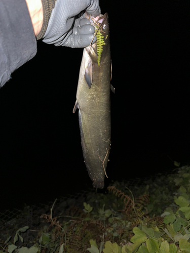 マナマズの釣果