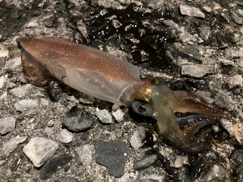 ケンサキイカの釣果