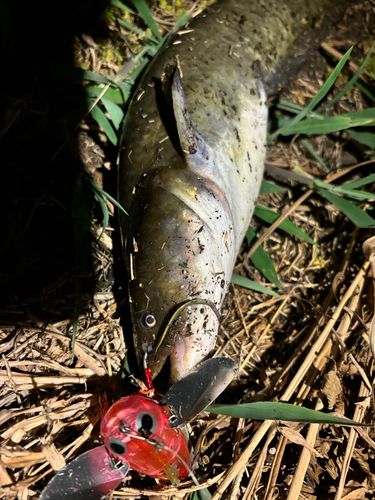 ナマズの釣果