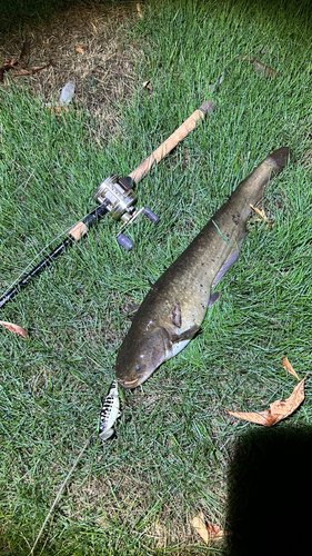 ナマズの釣果