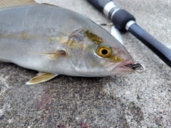 ショゴの釣果