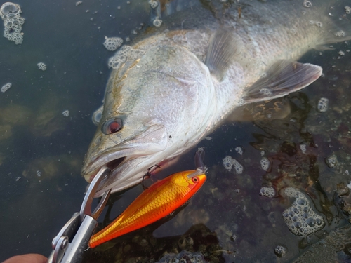 アカメの釣果