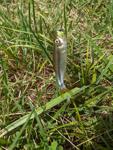 カワムツの釣果