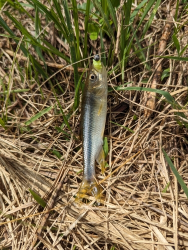 カワムツの釣果