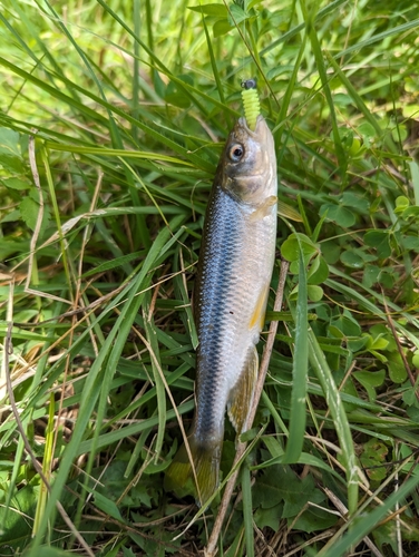 カワムツの釣果