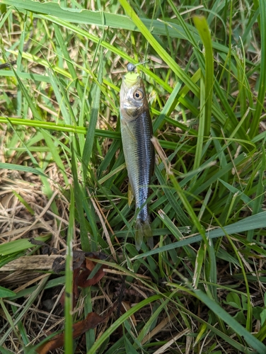 カワムツの釣果