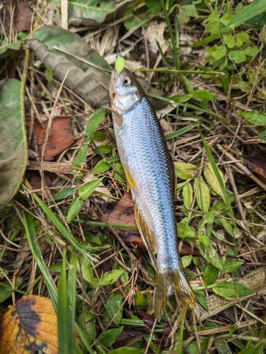 カワムツの釣果