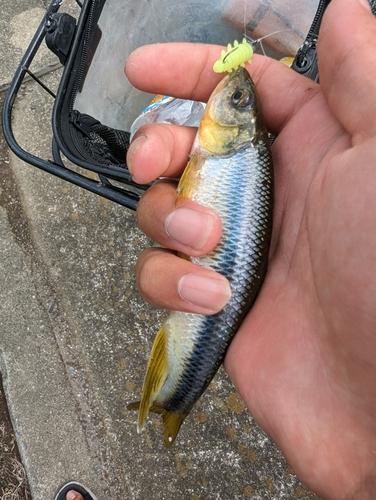 カワムツの釣果