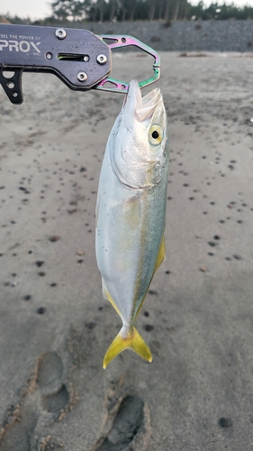 ワカナゴの釣果