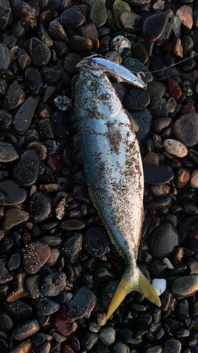 ワカナゴの釣果