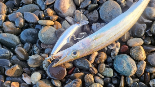 カマスの釣果