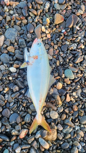 ワカナゴの釣果