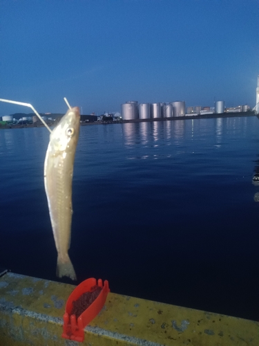 ゴンズイの釣果