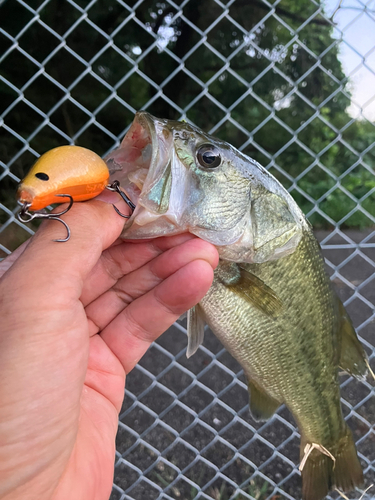 ラージマウスバスの釣果