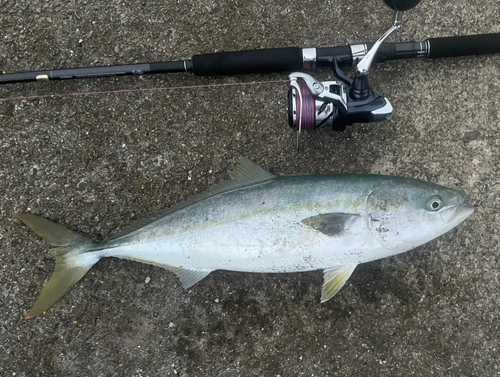 ワラサの釣果