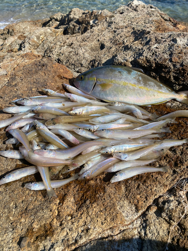 キスの釣果